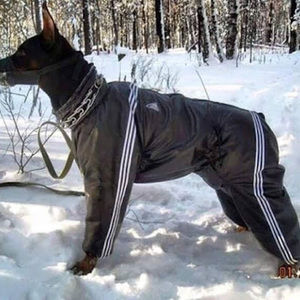 Meet your Posher, Dan